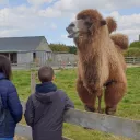 Le parc animalier La Ferme d'Eden à Saint-Vougay @ Christophe Pluchon, RCF 2022