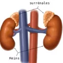glandes surrénales © wikipédia