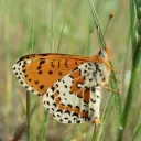 La mélitée orangée, papillon qui pâtit de l’assèchement trop rapide de la végétation ©CPIE Loire Anjou