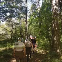 La forêt de Brocéliande