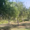 Les jardins de l'abbaye de Vaucelles