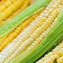 Le maïs frais est de retour sur les étales de nos marchés