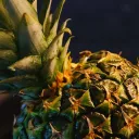 Surinam : Valoriser la filière de l’ananas de la production à la consommation