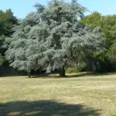 Charte de l'arbre - © Sauvegarde de l'Anjou