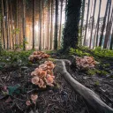 champignons à Frauenfeld (Suisse) - © Pascal Debrunner via Unsplash