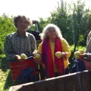 En pleine récolte de pommes au Verger Latapie ©RCF Sud Bretagne
