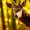 © Site internet Office de tourisme Luxeuil-Vosges du Sud