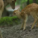 © www.luxeuil-vosges-sud.fr/parc-animalier-de-fougerolles-saint-valbert