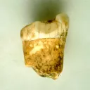 Première molaire de Néandertalien analysée pour cette étude - © Lourdes Montes