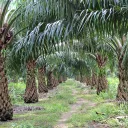 ® CIRAD : bel interligne palmiers aek loba