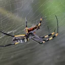 L'araignée arachnide - Pixabay