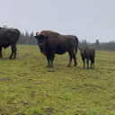 Les bisons du parc polaire