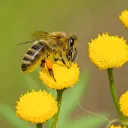 L'abeille a aussi un rôle écologique