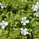 bacopa © https://fr.wikipedia.org/wiki/Bacopa_monnieri#/media/Fichier:Starr_010818-0007_Bacopa_monnieri.jpg