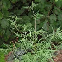Ambroisie à feuilles d'armoise. © Wikipedia.
