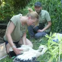 Baguage de poussins de cigogne blanche ®Parc du Marquenterre