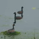 Grèbe à cou noir ®Parc du Marquenterre