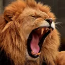 Le lion -Pixabay