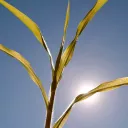 Certaines plantes résistent plus à la sécheresse que d'autres © Jens de Pixabay