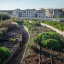 À la recherche d'espaces libres, l'agriculture urbaine n'hésite pas à se hisser sur les toits de Paris © Hervé Chatel / Hans Lucas