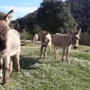 ferme Belle Lurette au Mas des Cours