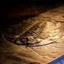 Un fossile de trilobite, un ancien type d'arthropode - CC BY SA 3.0 Smith609 via Wikimedia Commons (2017)