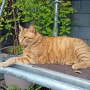 Rocky a été embauché pour donner de la voix en fin de reportage.