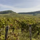 ©RCF Jura - Les vignes vendangées du Vernois dans le Jura