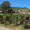 Les vignes du Clos Vitis de Saint-Lager - © 2023 RCF Lyon - Didier Rodriguez