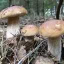 Les bonnes pratiques pour la cueillette des champignons en forêt