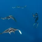 Association Ailerons- Atlantic mobula
