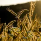 Champ de blé ©Image par NickyPe de Pixabay