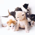 The Lucky Neko / Unsplash