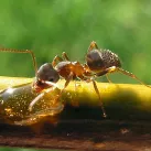 Lasius Niger