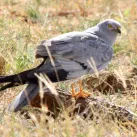 Busard Cendré Flickr_-_don_macauley_-_Bird_015