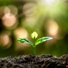L'agoalimentaire doit penser une agriculture raisonée et régénératrice des sols ©MEE KO DONG/Shutterstock
