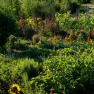 La parcelle de l'association Graines de Troc, cultivée en maraîchage en sol vivant.