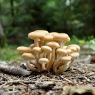 Pixabay - champignons Forêt Opienki