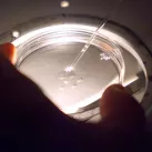 Préparation des ovocytes sous hotte stérile, avant la micro-injection des spermatozoïdes dans les ovocytes, le 30/11/2000, Rennes ©MARCEL MOCHET / AFP