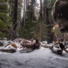 « Le Festin » de Zack Clothier est la photo préféré cette année de Sébastien Minchin © Zack Clothier
