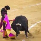 Le matador espagnol Juan Ortega face au taureau dans l'arène de Malaga, le 20/08/2021©JORGE GUERRERO / AFP