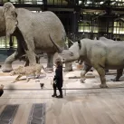 La grande galerie de l'évolution au Muséum d'histoire naturelle de Paris, le 05/02/2010 ©PATRICK KOVARIK / AFP