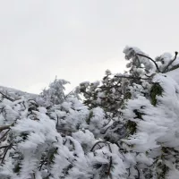 Givre dans les rameaux d’un pin à crochets. Anthony Rispal/ONF