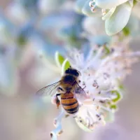 Anson Aswat - Unsplash