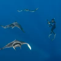 Association Ailerons- Atlantic mobula