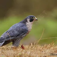 oiseaux.net