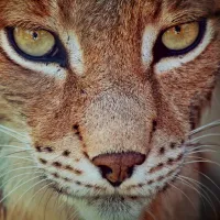 Pixabay / Cocoparisienne - Lynx