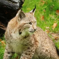 2021 - pixabay.com - En moins de deux semaines, cinq lynx sont morts dans le massif jurassien, percutés par des véhicules