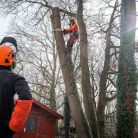 Grimpeur-arboriste procédant au démontage d'un chêne. Jeremy Lempin/ONF 