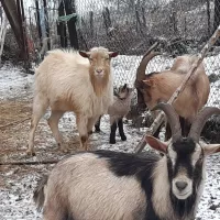 2021 DR - quelques unes des chèvres du troupeau avec un jeune chevreau
